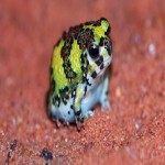 SatanFroggy's Avatar